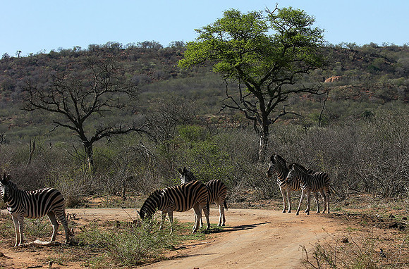 At Madikwe game reserve