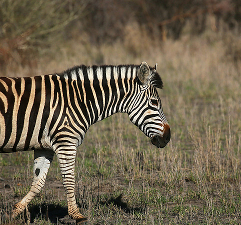 At Madikwe game reserve