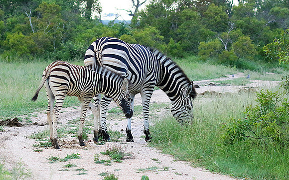 Londolozi Game Reserve