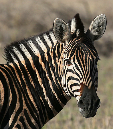 At Madikwe game reserve