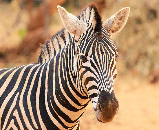 At Kruger NP