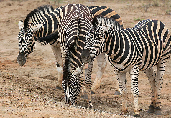 At Madikwe game reserve