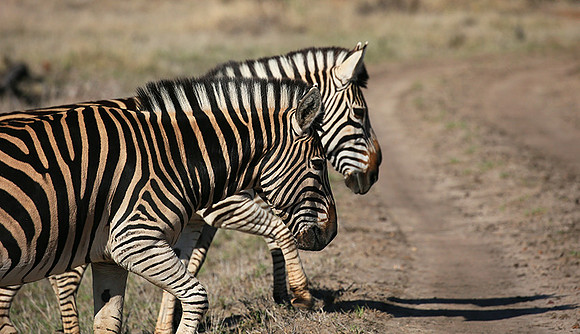 At Madikwe game reserve