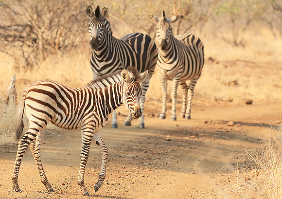 At Kruger NP