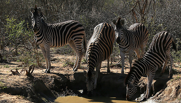 At Madikwe game reserve