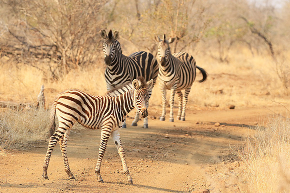 At Kruger NP