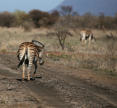 At Madikwe game reserve