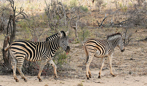 At Madikwe game reserve