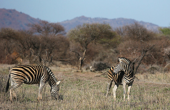 At Madikwe game reserve