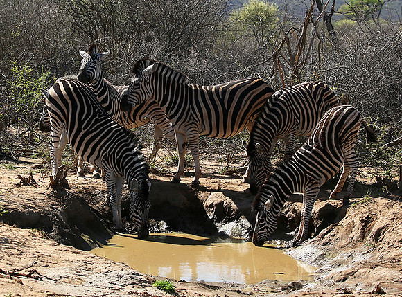 At Madikwe game reserve
