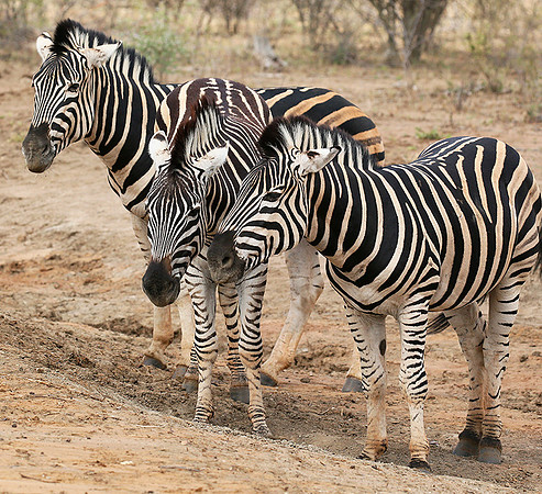 At Madikwe game reserve