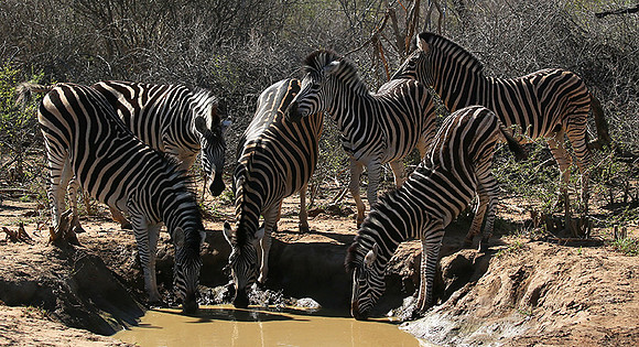 At Madikwe game reserve