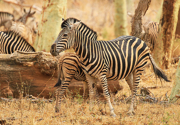 At Kruger NP