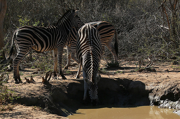 At Madikwe game reserve