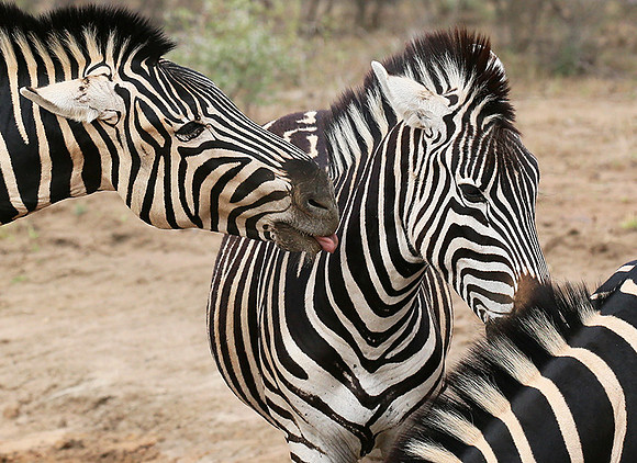 At Madikwe game reserve