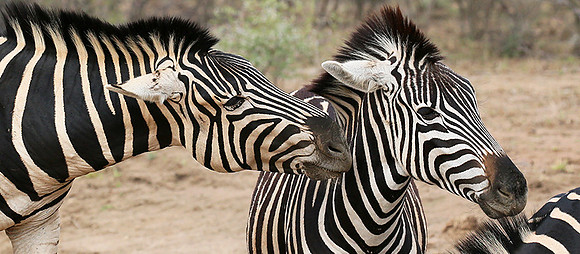 At Madikwe game reserve