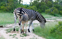 Londolozi Game Reserve