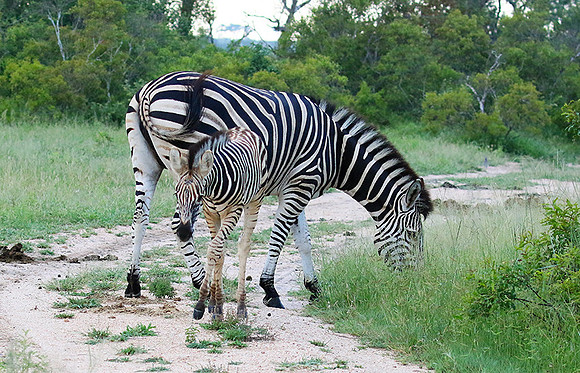 Londolozi Game Reserve