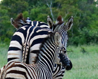 Londolozi Game Reserve