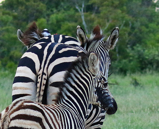 Londolozi Game Reserve