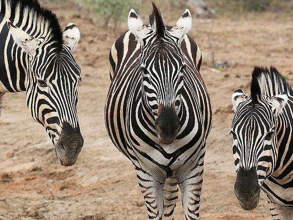 At Madikwe game reserve