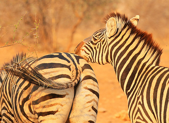 At Kruger NP