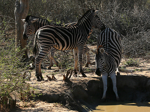 At Madikwe game reserve