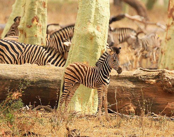 At Kruger NP