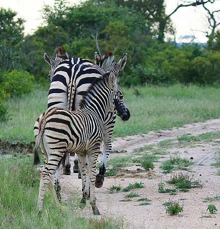 Londolozi Game Reserve