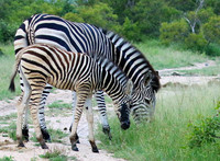 Londolozi Game Reserve