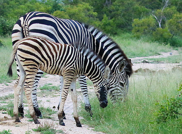 Londolozi Game Reserve