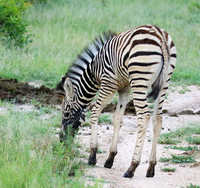 Londolozi Game Reserve