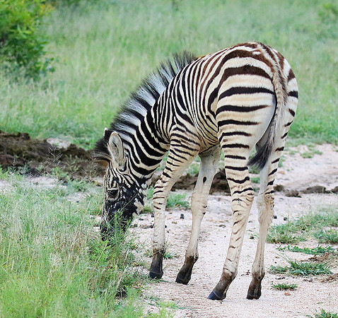 Londolozi Game Reserve