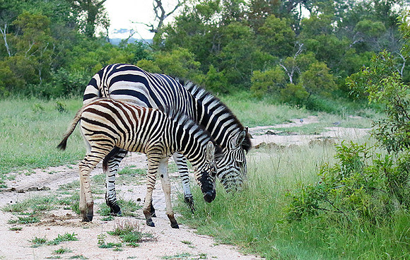 Londolozi Game Reserve