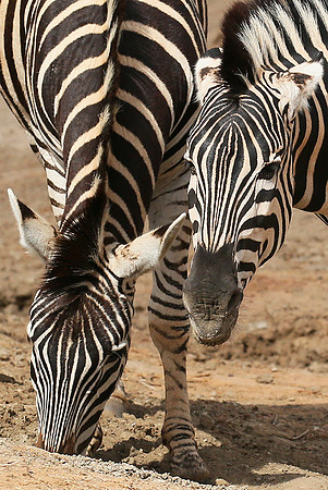 At Madikwe game reserve