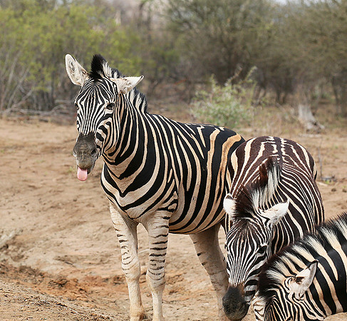 At Madikwe game reserve