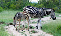 Londolozi Game Reserve