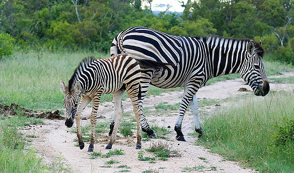 Londolozi Game Reserve