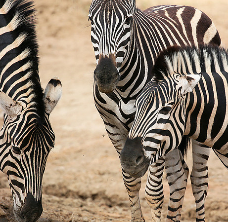 At Madikwe game reserve
