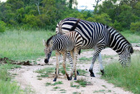 Londolozi Game Reserve