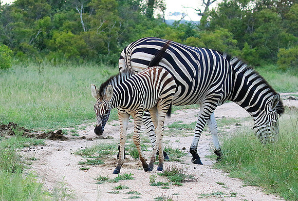Londolozi Game Reserve