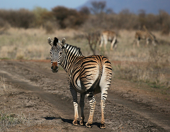 At Madikwe game reserve