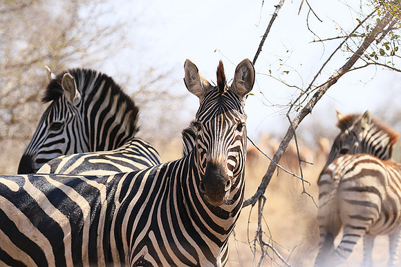 At Kruger NP