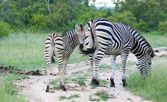 Londolozi Game Reserve