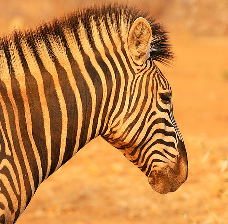At Kruger NP