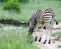 Londolozi Game Reserve