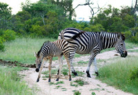 Londolozi Game Reserve