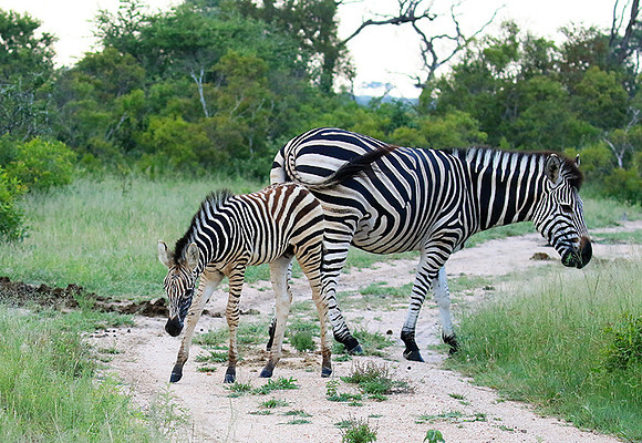 Londolozi Game Reserve