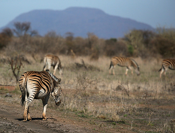 At Madikwe game reserve