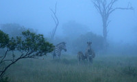 Londolozi Game Reserve